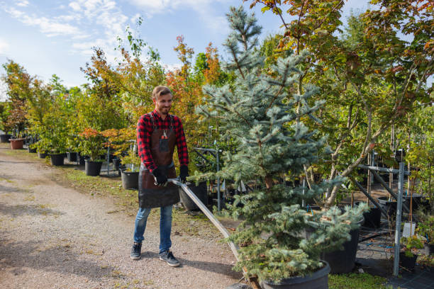 Best Emergency Tree Removal  in Fairfax, CA